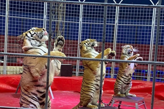 Ростовский цирк шапито. Арена Макао.