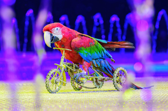 &SHcy;&ocy;&ucy; &fcy;&ocy;&ncy;&tcy;&acy;&ncy;&ocy;&vcy; &laquo;&Pcy;&rcy;&icy;&ncy;&tscy; &tscy;&icy;&rcy;&kcy;&acy;&raquo;